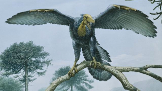 New evidence suggests <em>Archaeopteryx</em> dressed in black